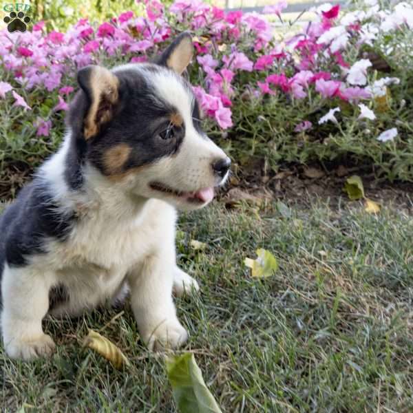 Curtis, Pembroke Welsh Corgi Puppy