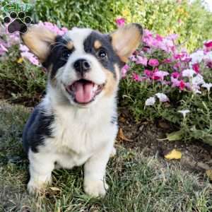 Curtis, Pembroke Welsh Corgi Puppy