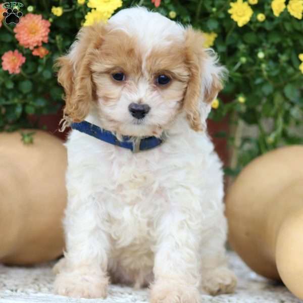 Jim, Cavapoo Puppy