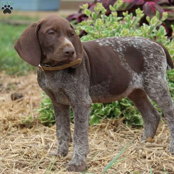 Marv, German Shorthaired Pointer Puppy