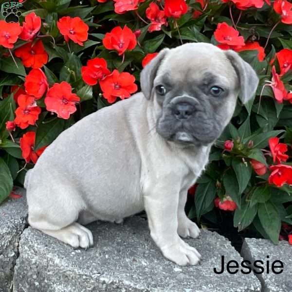 Jessie, French Bulldog Puppy