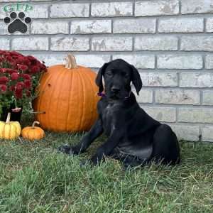 Daisy, Great Dane Puppy