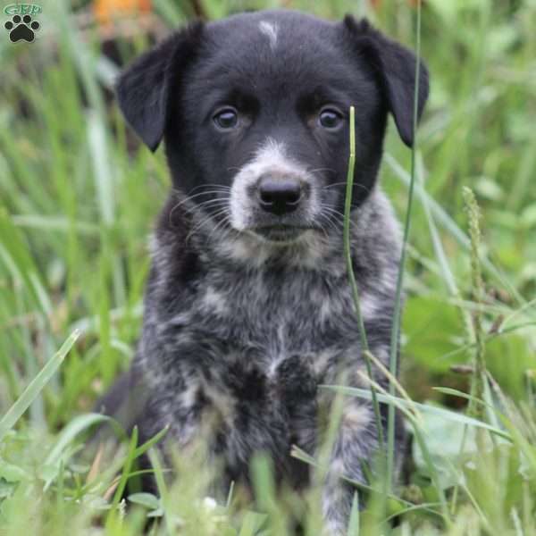 Trixie, Border Collie Mix Puppy