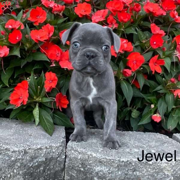 Jewel, French Bulldog Puppy