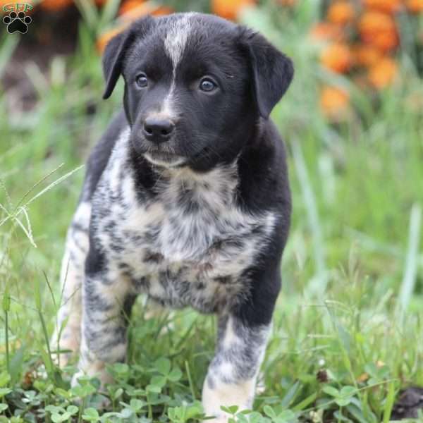 Toby, Border Collie Mix Puppy