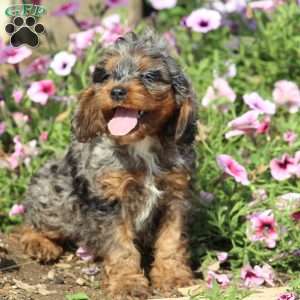 Warren, Cockapoo Puppy