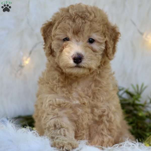 Reba, Mini Goldendoodle Puppy