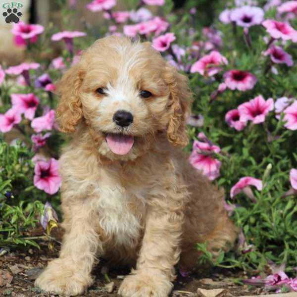 Wallace, Cockapoo Puppy