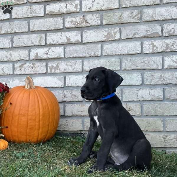 Billy, Great Dane Puppy