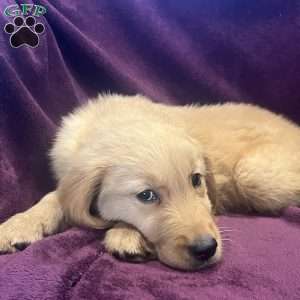 Remi, Golden Retriever Puppy