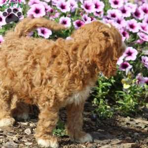 Wendle, Cockapoo Puppy