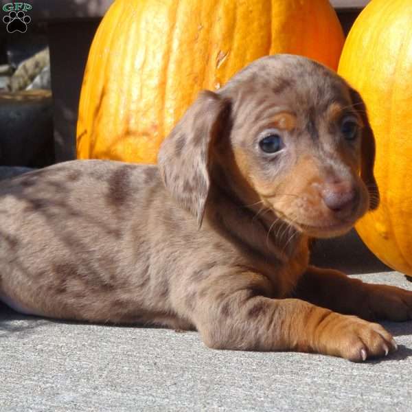 Remington, Dachshund Puppy