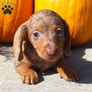 Remington, Dachshund Puppy