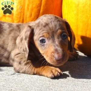 Remington, Dachshund Puppy