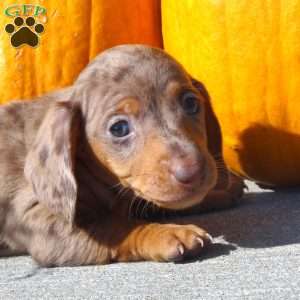 Remington, Dachshund Puppy