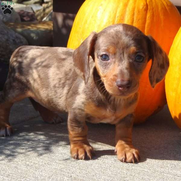 Lainy, Dachshund Puppy