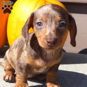 Lainy, Dachshund Puppy