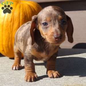 Lainy, Dachshund Puppy