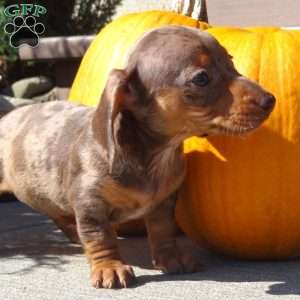 Lainy, Dachshund Puppy