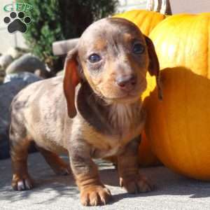 Lainy, Dachshund Puppy