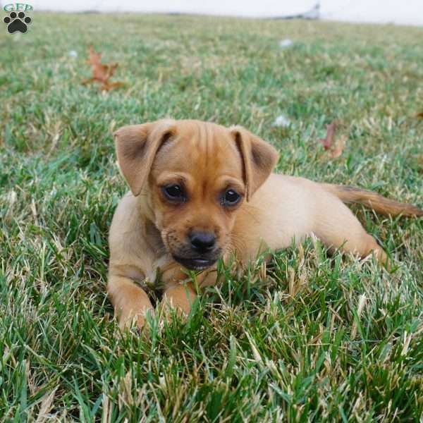 Rosie, Jug Puppy