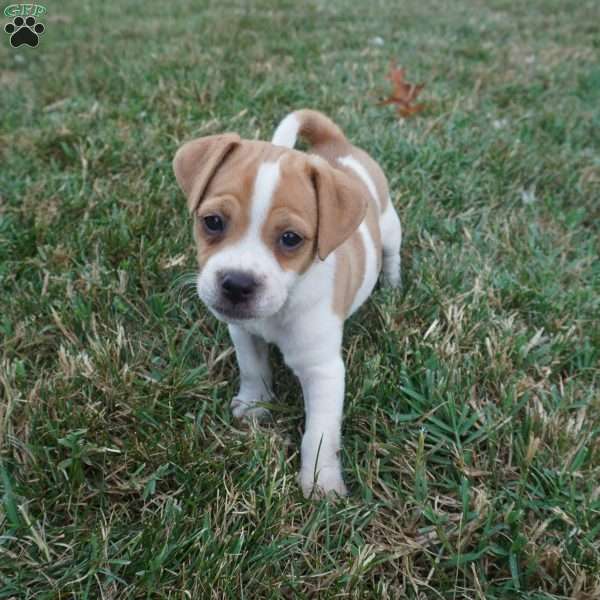 River, Jug Puppy