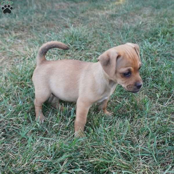 Ranger, Jug Puppy