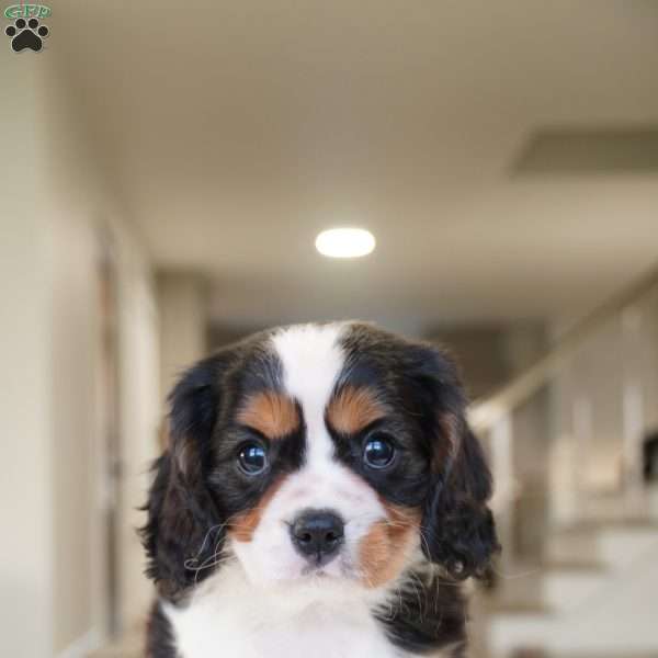 Ace, Cavalier King Charles Spaniel Puppy