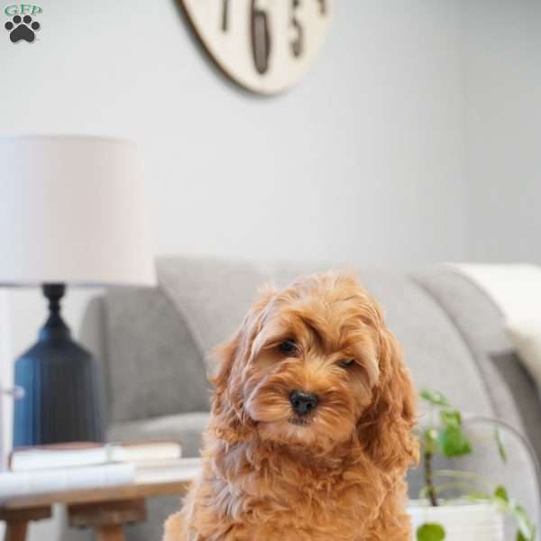 Evie, Cockapoo Puppy