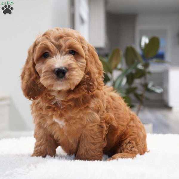 Rocky, Cockapoo Puppy