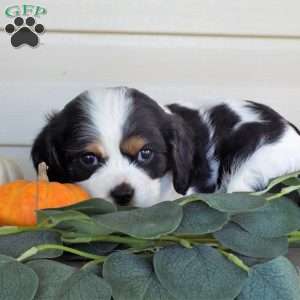 Sophia, Cavalier King Charles Spaniel Puppy