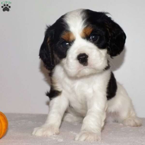 Samson, Cavalier King Charles Spaniel Puppy