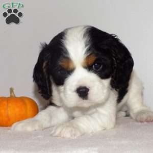 Samson, Cavalier King Charles Spaniel Puppy