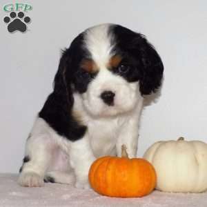 Samson, Cavalier King Charles Spaniel Puppy