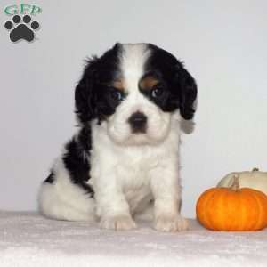 Sophia, Cavalier King Charles Spaniel Puppy