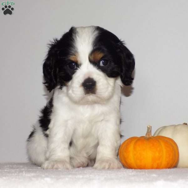 Sophia, Cavalier King Charles Spaniel Puppy