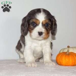 Summer, Cavalier King Charles Spaniel Puppy