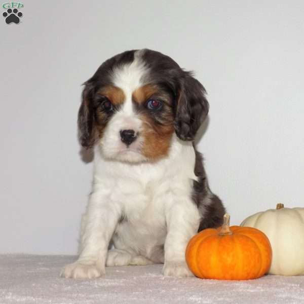 Summer, Cavalier King Charles Spaniel Puppy