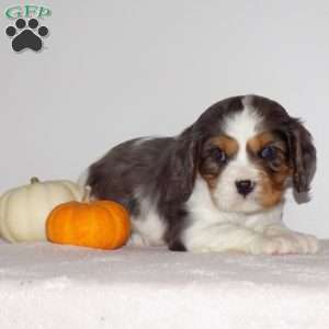 Summer, Cavalier King Charles Spaniel Puppy