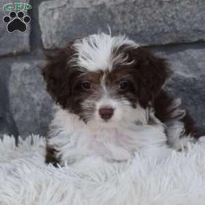 Diamond, Mini Aussiedoodle Puppy