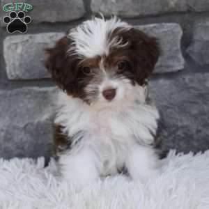 Diamond, Mini Aussiedoodle Puppy