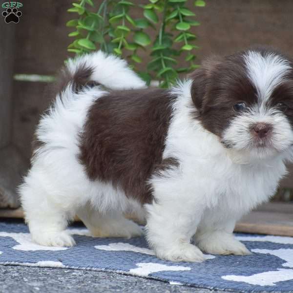 Janell, Shih Tzu Puppy