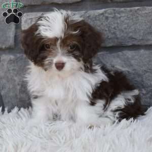 Diamond, Mini Aussiedoodle Puppy