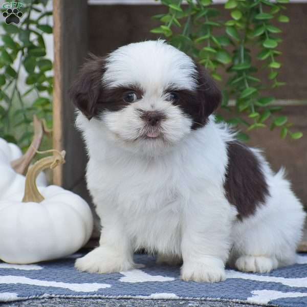 Juleah, Shih Tzu Puppy