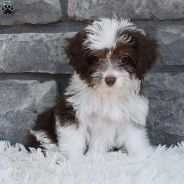 Diamond, Mini Aussiedoodle Puppy