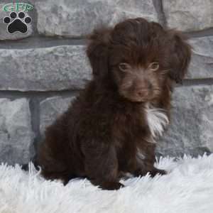 Daisy, Mini Aussiedoodle Puppy