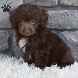 Daisy, Mini Aussiedoodle Puppy