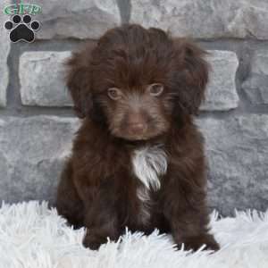 Daisy, Mini Aussiedoodle Puppy