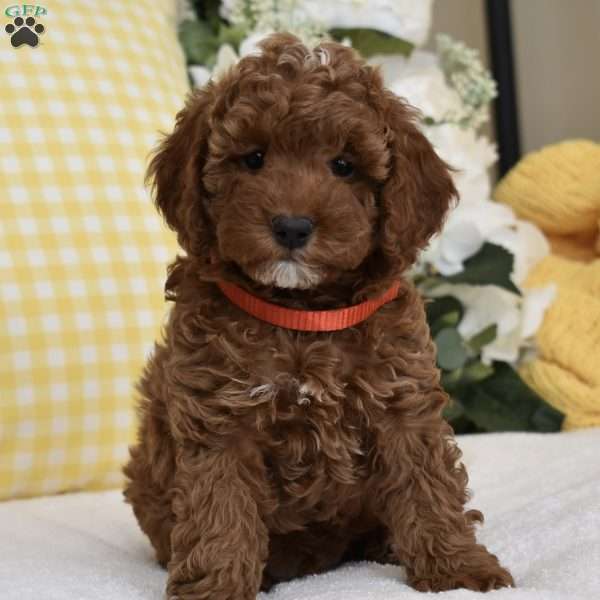 Handsome, Toy Poodle Puppy