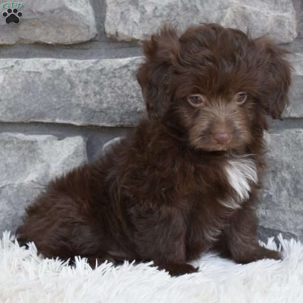 Daisy, Mini Aussiedoodle Puppy